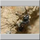 Mimumesa sp - Grabwespe 09b 6-7mm mit Zikade - OS-Hasbergen-Lehmwiese.jpg